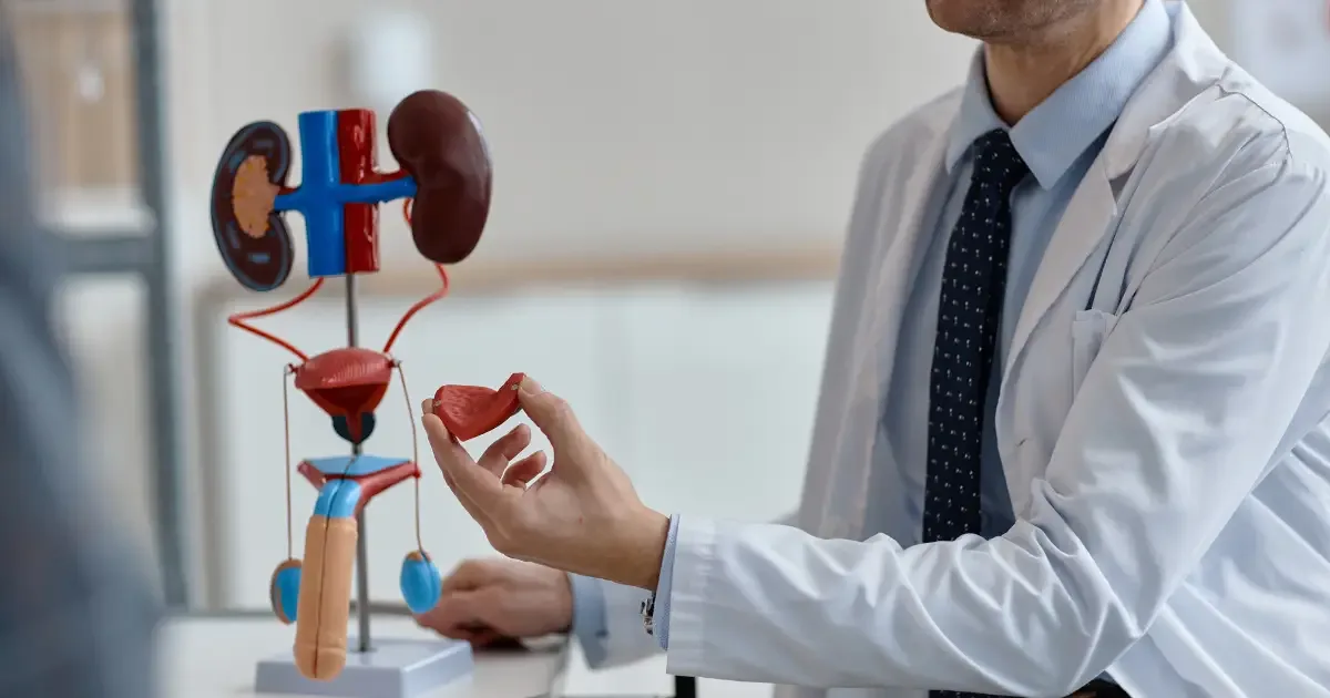 Urološki tumori - urolog objašnjava organe urinarnog sistema na anatomskom modelu